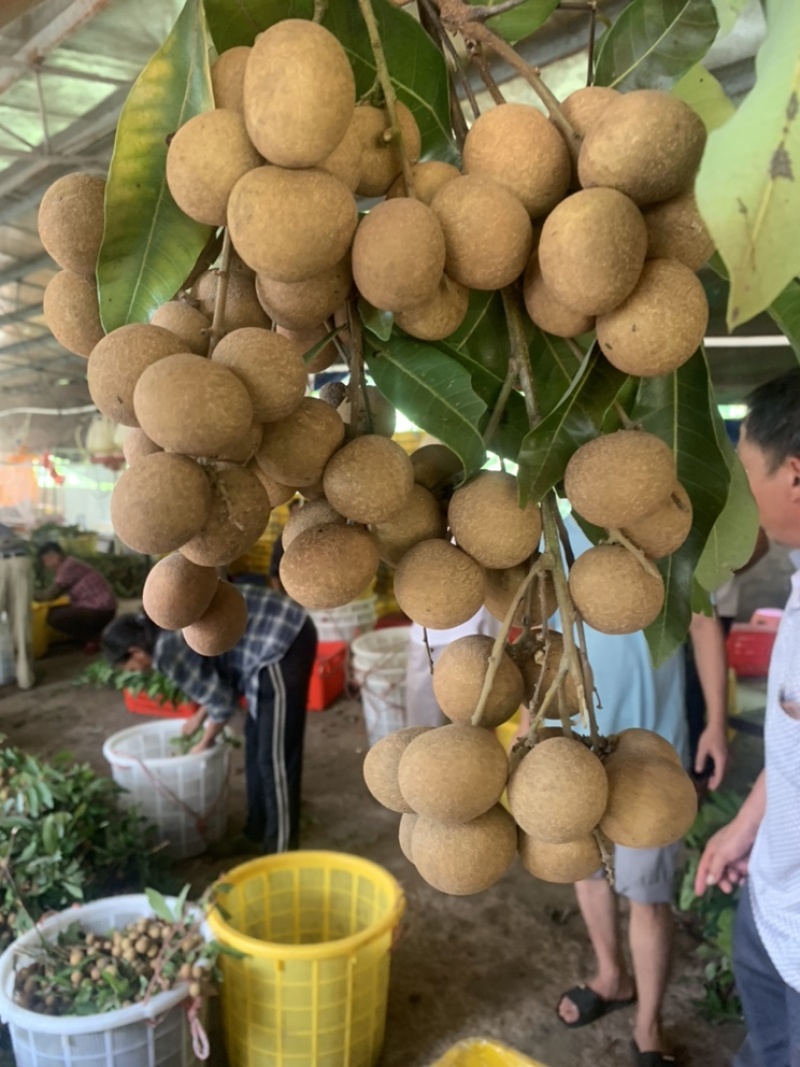 精品储良，大果