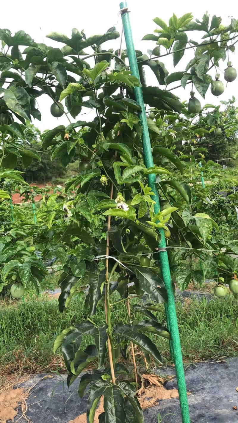 玻璃纤维杆玻璃钢管立柱高强度耐腐蚀支撑杆