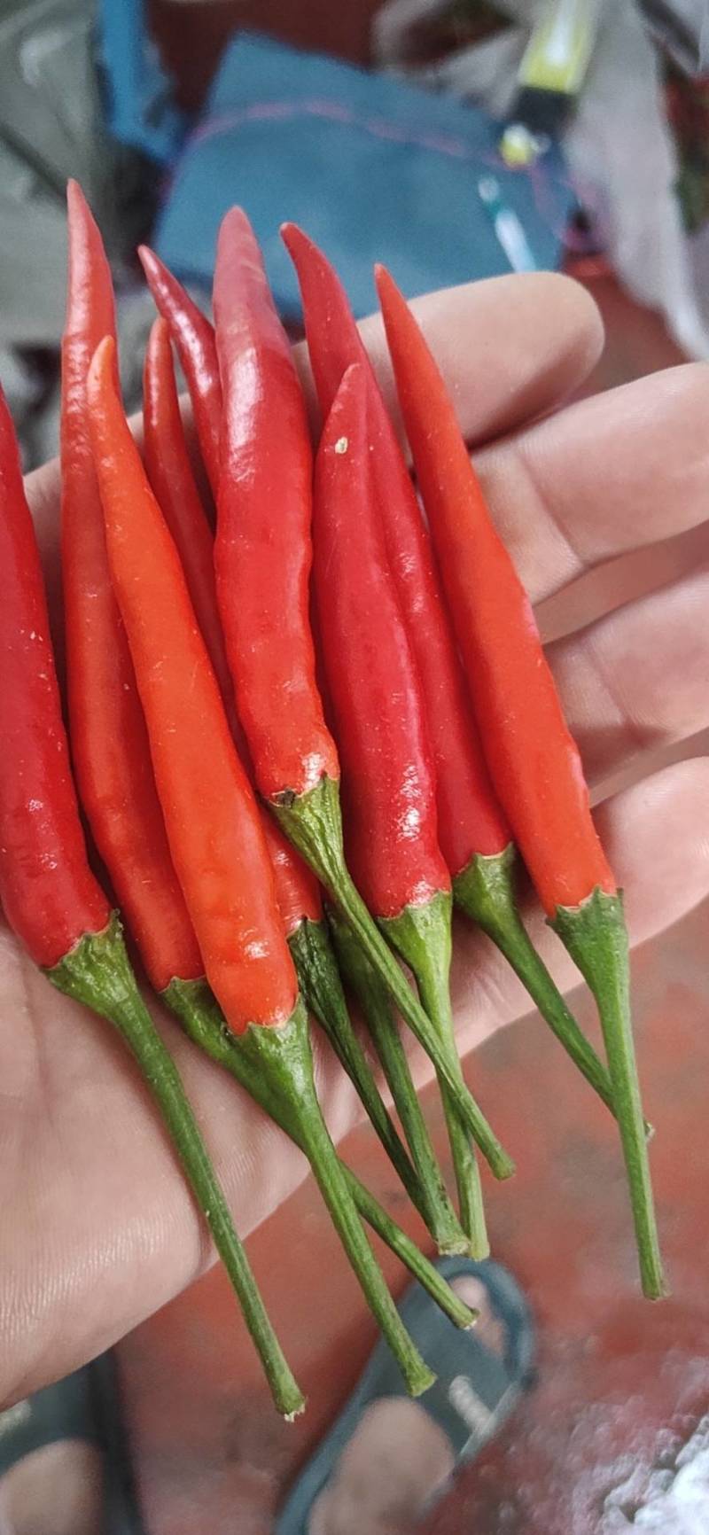 自己种植的辣椒，可以发小包，5斤以上包邮