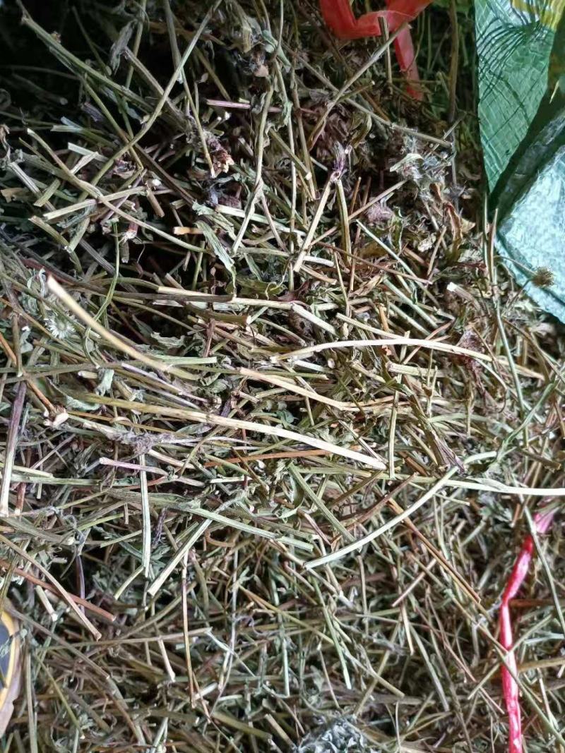 云南家种无硫灯盏花花杆灯盏细辛花杆统货云南特产