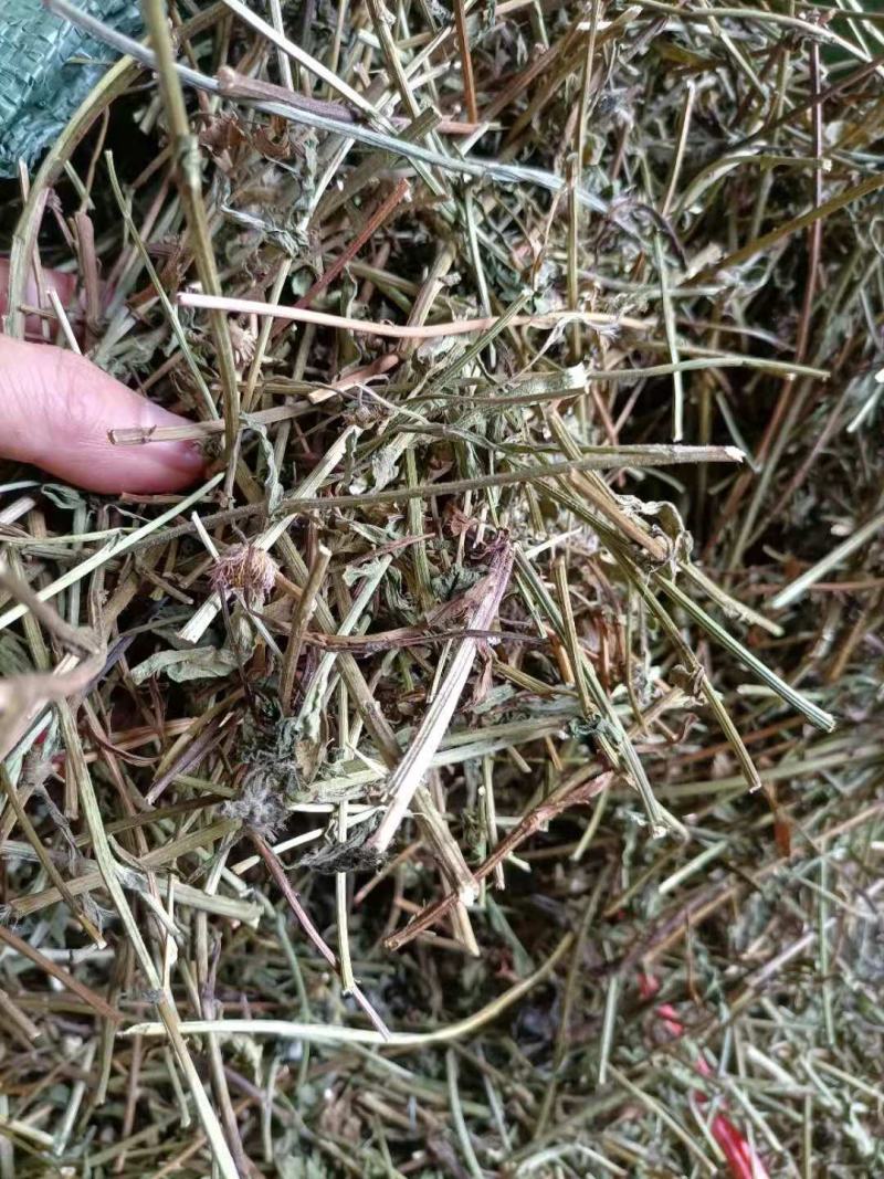 云南家种无硫灯盏花花杆灯盏细辛花杆统货云南特产