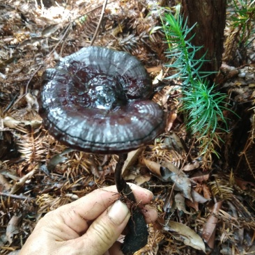 广西深山老林黑灵芝