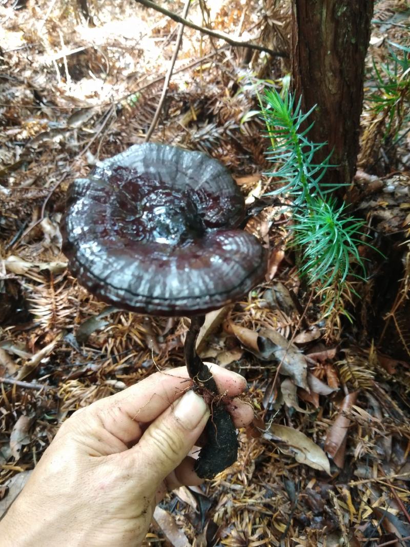 广西深山老林黑灵芝