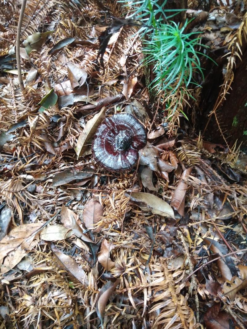 广西深山老林黑灵芝