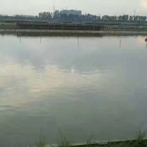 本养殖场大量供应中华鳖与老种甲鱼公