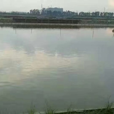 本养殖场大量供应中华鳖与老种甲鱼公