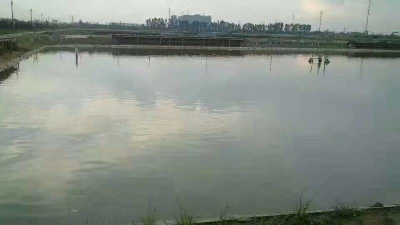 本养殖场大量供应中华鳖与老种甲鱼公