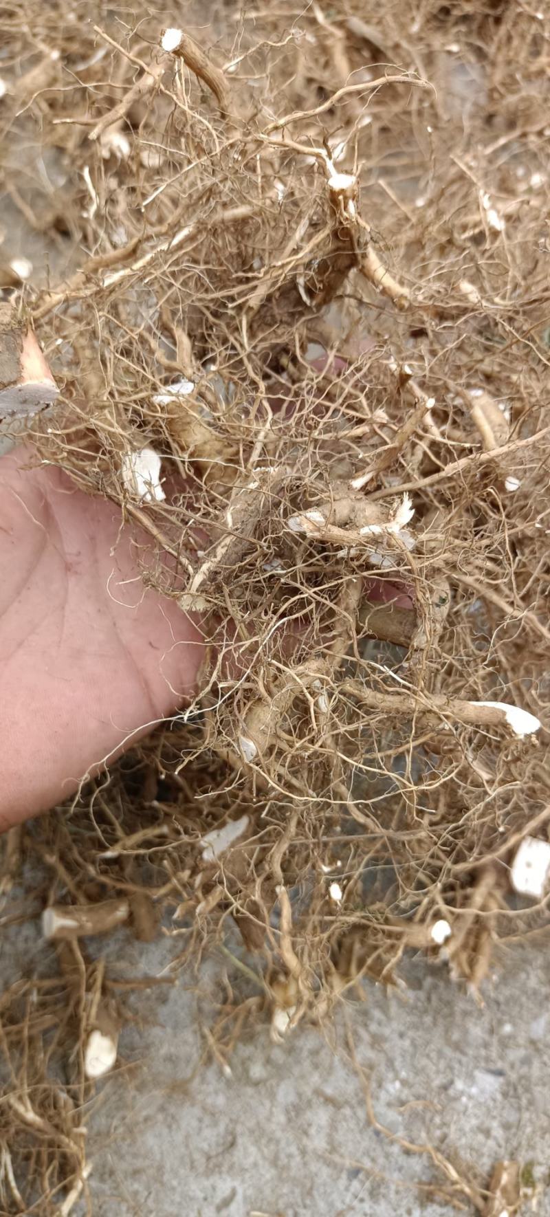 十万大山野生中药，虱麻头天然晒干一手货源