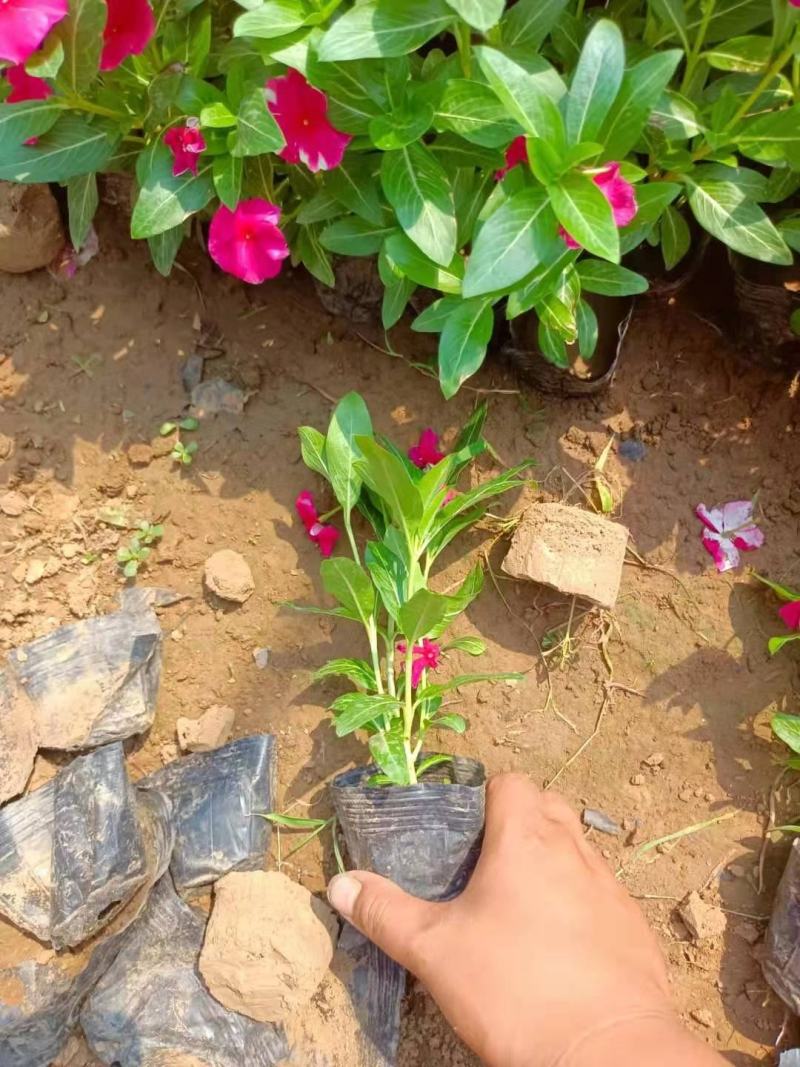 长春花，进口品种，花色多样，规格齐全，一手货源
