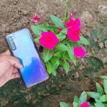 长春花，进口品种，花色多样，规格齐全，一手货源