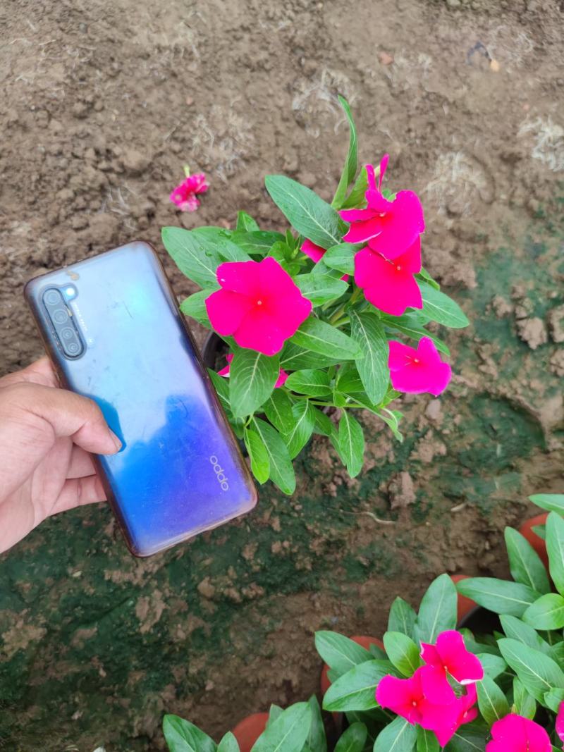 长春花，进口品种，花色多样，规格齐全，一手货源