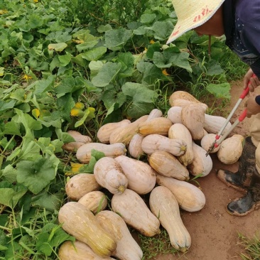 老南南瓜，全黄蜜本南瓜，面甜筋道，