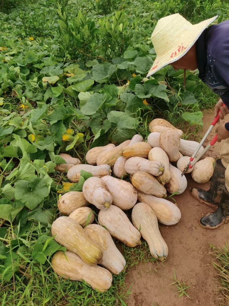 老南南瓜，全黄蜜本南瓜，面甜筋道，