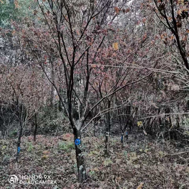 推荐山乌桕/山乌桕林木/乌桕树苗/绿化苗木/乔灌木/乌桕