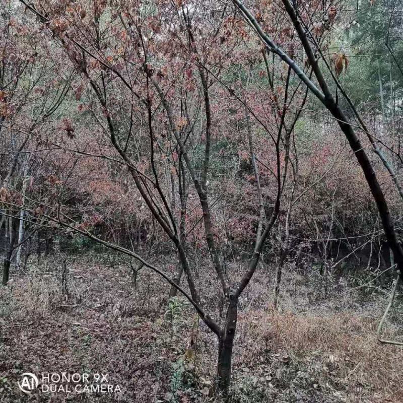 推荐山乌桕/山乌桕林木/乌桕树苗/绿化苗木/乔灌木/乌桕