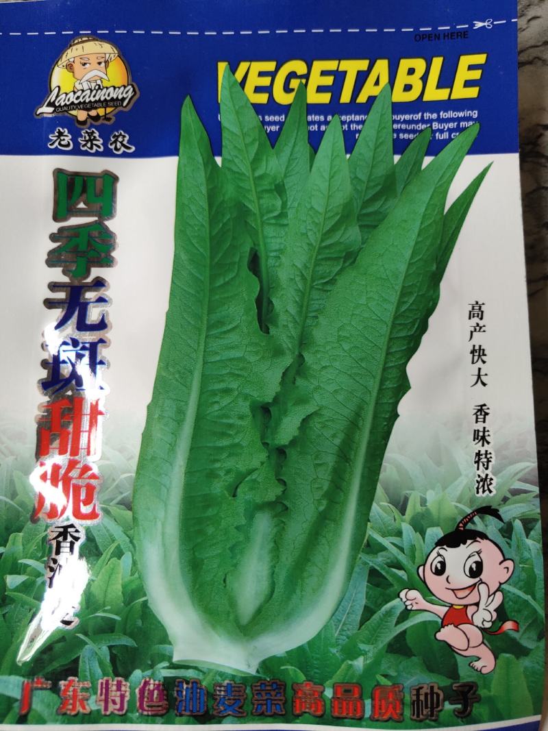 四季无斑甜脆香油麦菜种子，高产快大，香味特浓，耐热耐寒耐
