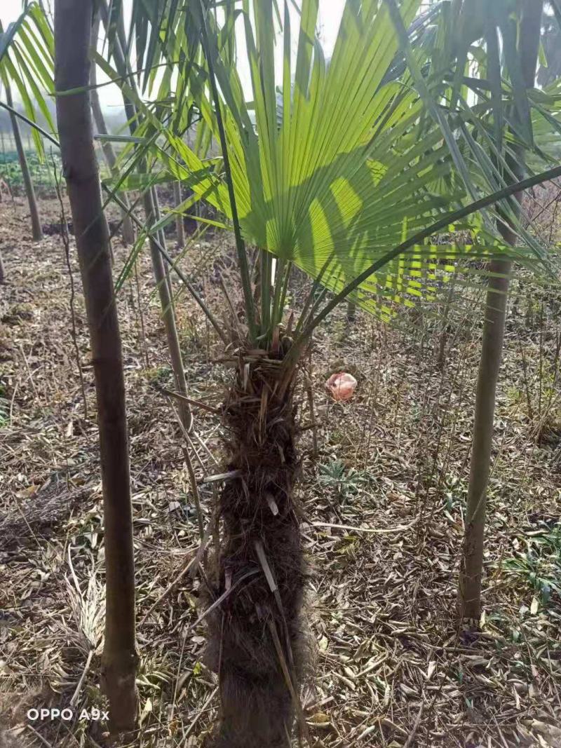 棕榈/棕榈树苗/棕榈种苗/苗木种苗/棕榈树苗/乔灌木/林