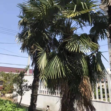 棕榈/棕榈树苗/棕榈种苗/苗木种苗/棕榈树苗/乔灌木/林