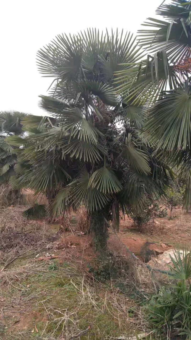 棕榈/棕榈树苗/棕榈种苗/苗木种苗/棕榈树苗/乔灌木/林