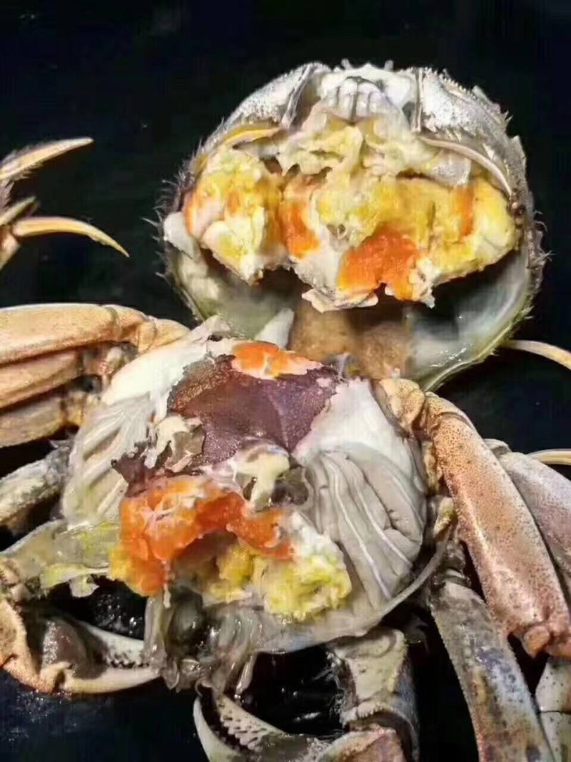 盘锦稻田蟹批发代发代批