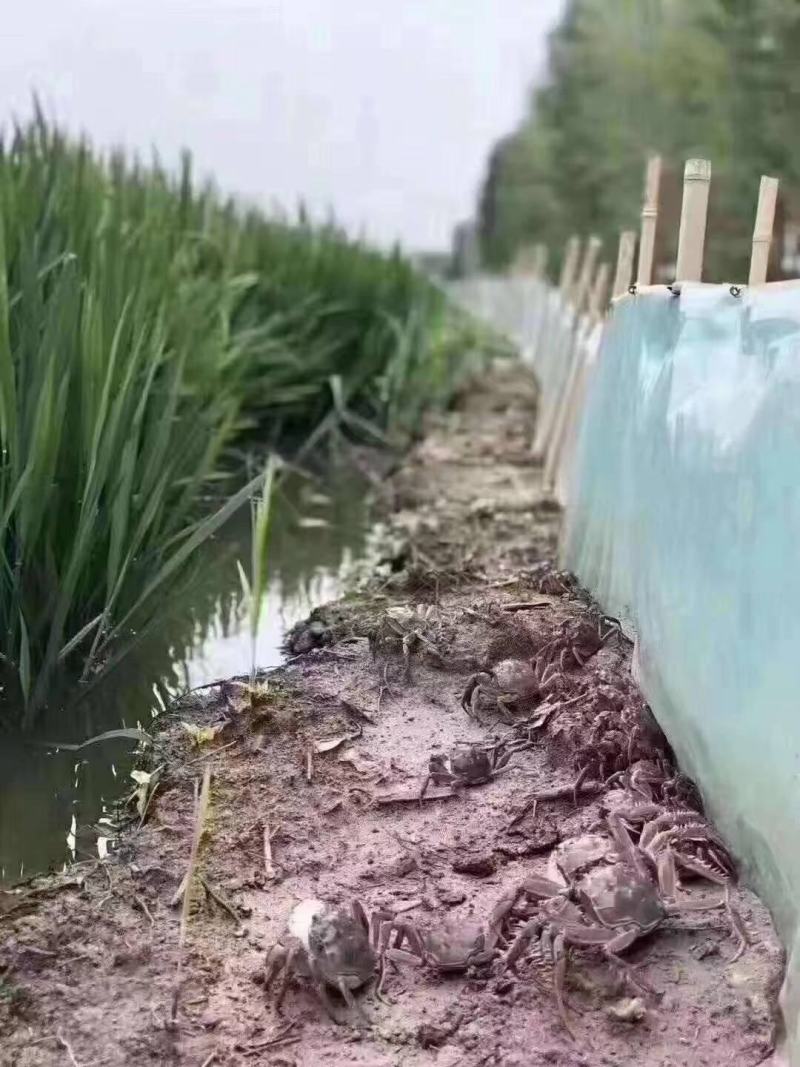 盘锦稻田蟹批发代发代批