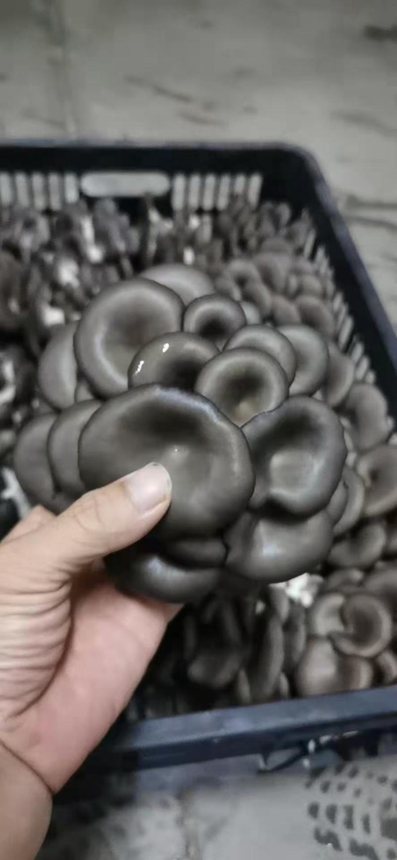 灰平菇厚3~5cm黑色
