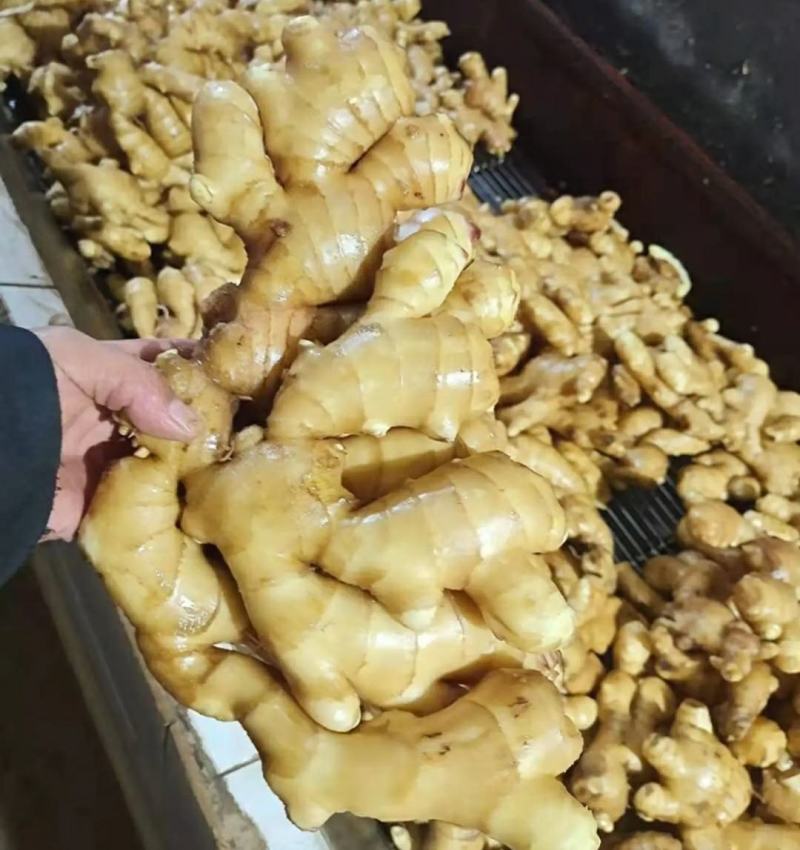 精品生姜产地批发一手货源价格便宜坏烂包陪