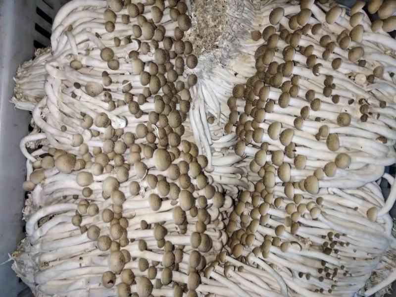 蟹味菇