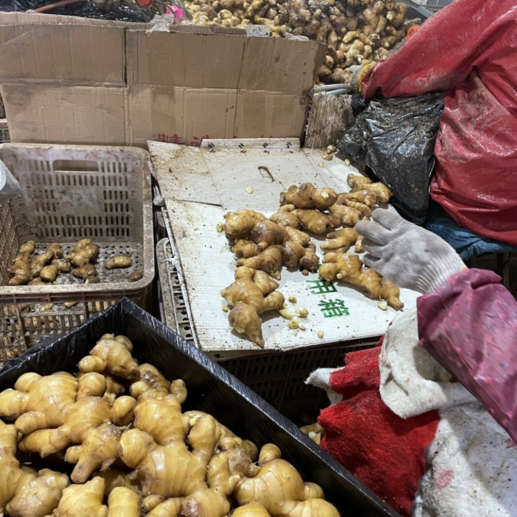 生姜批发档口