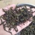 乌龙茶惠来土山茶浓醇香米香高山茶叶潮汕味道土山茶大坪1斤