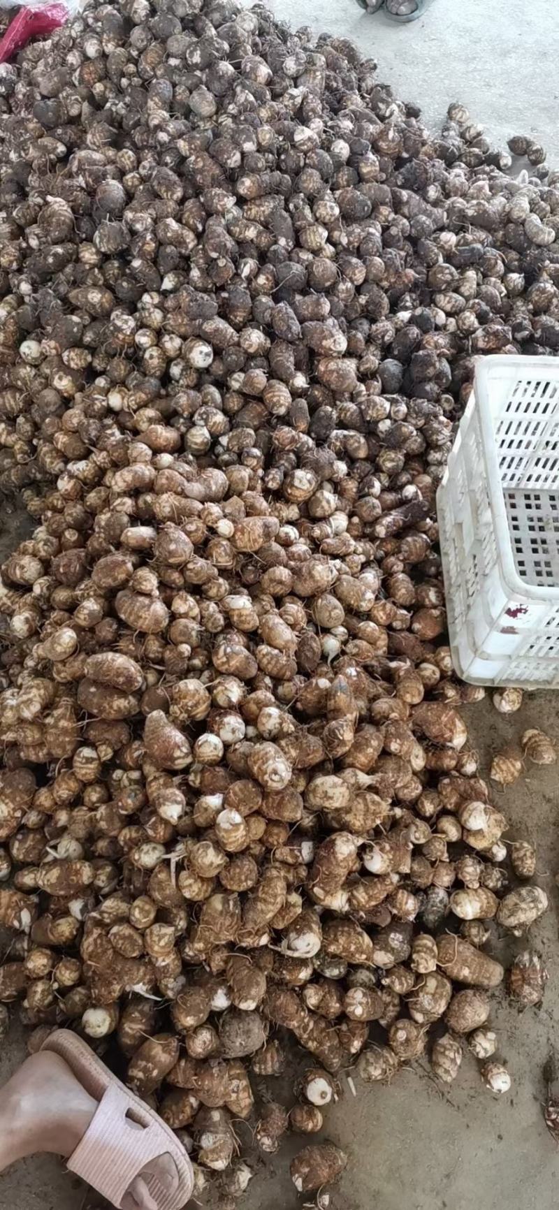 芋头，白芽玉，红芽玉，量大，个头好