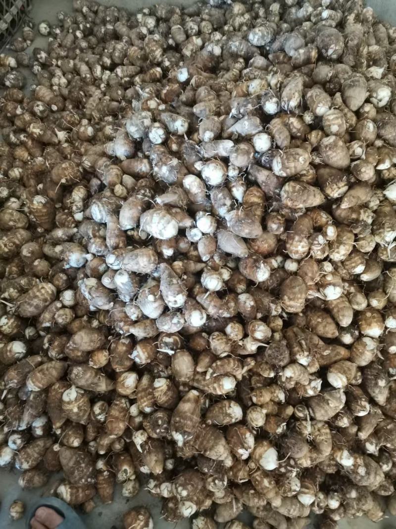 芋头，白芽玉，红芽玉，量大，个头好