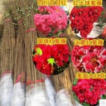紫薇树苗百日红美国紫薇小苗红火箭红花紫薇大树
