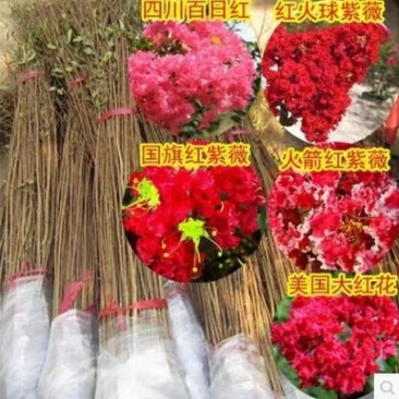 紫薇树苗百日红美国紫薇小苗红火箭红花紫薇大树