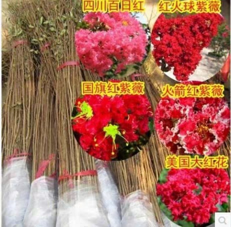 紫薇树苗百日红美国紫薇小苗红火箭红花紫薇大树
