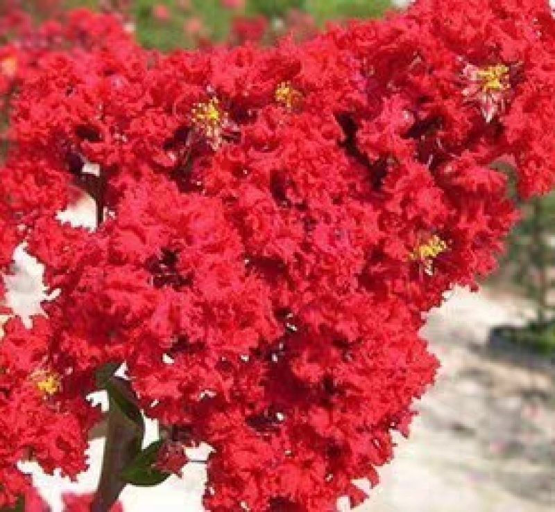 紫薇树苗百日红美国紫薇小苗红火箭红花紫薇大树