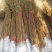 紫薇树苗百日红美国紫薇小苗红火箭红花紫薇大树