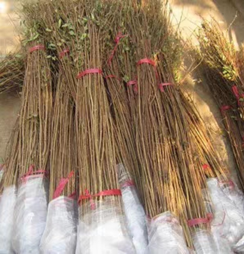 紫薇树苗百日红美国紫薇小苗红火箭红花紫薇大树