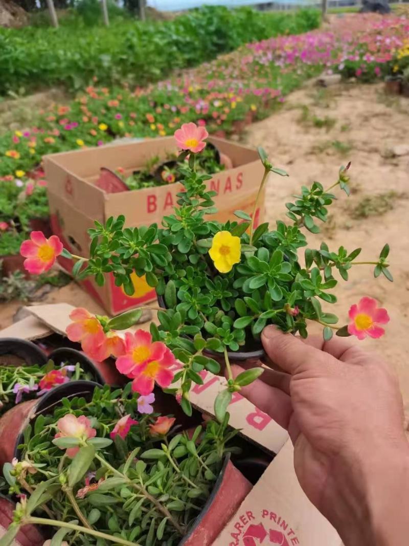 太阳花，基地直发，一手货源，大量有货，规格齐全多色