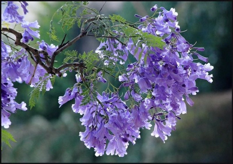 蓝花楹苗蓝花楹树苗蓝花楹盆栽蓝雾树苗南美洲蓝花楹苗紫云木