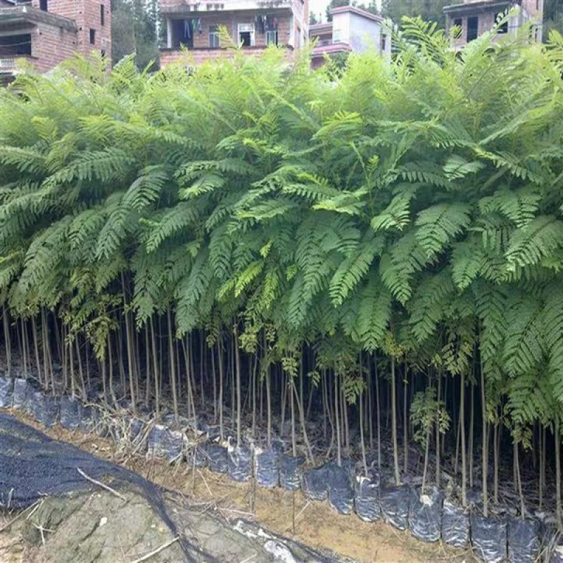 蓝花楹苗蓝花楹树苗蓝花楹盆栽蓝雾树苗南美洲蓝花楹苗紫云木