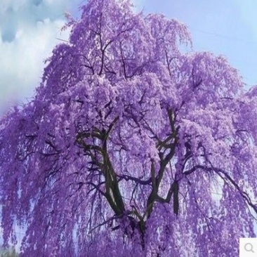 蓝花楹苗蓝花楹树苗蓝花楹盆栽蓝雾树苗南美洲蓝花楹苗紫云木