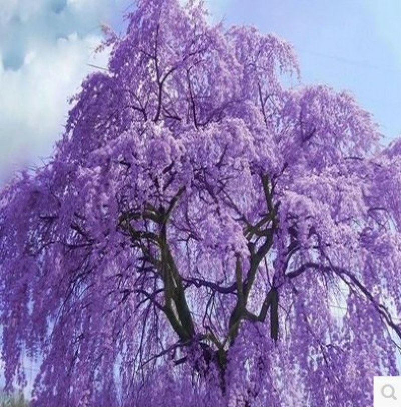 蓝花楹苗蓝花楹树苗蓝花楹盆栽蓝雾树苗南美洲蓝花楹苗紫云木