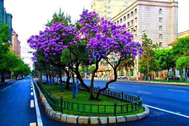 蓝花楹苗蓝花楹树苗蓝花楹盆栽蓝雾树苗南美洲蓝花楹苗紫云木