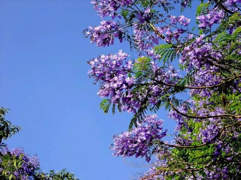 蓝花楹苗蓝花楹树苗蓝花楹盆栽蓝雾树苗南美洲蓝花楹苗紫云木