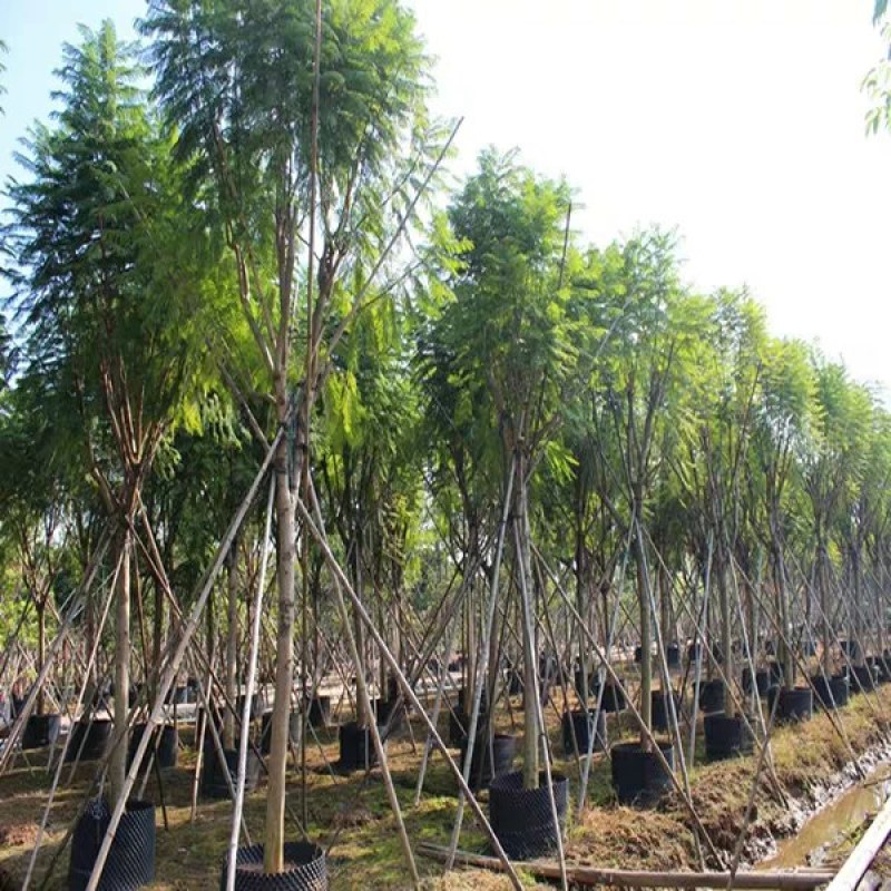 蓝花楹苗蓝花楹树苗蓝花楹盆栽蓝雾树苗南美洲蓝花楹苗紫云木