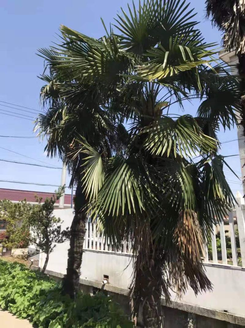 棕榈/棕榈树苗/棕榈林木/种苗/苗木种苗/棕榈树苗
