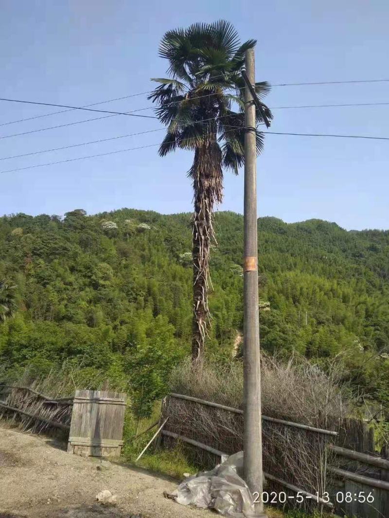 棕榈/棕榈树苗/棕榈林木/种苗/苗木种苗/棕榈树苗