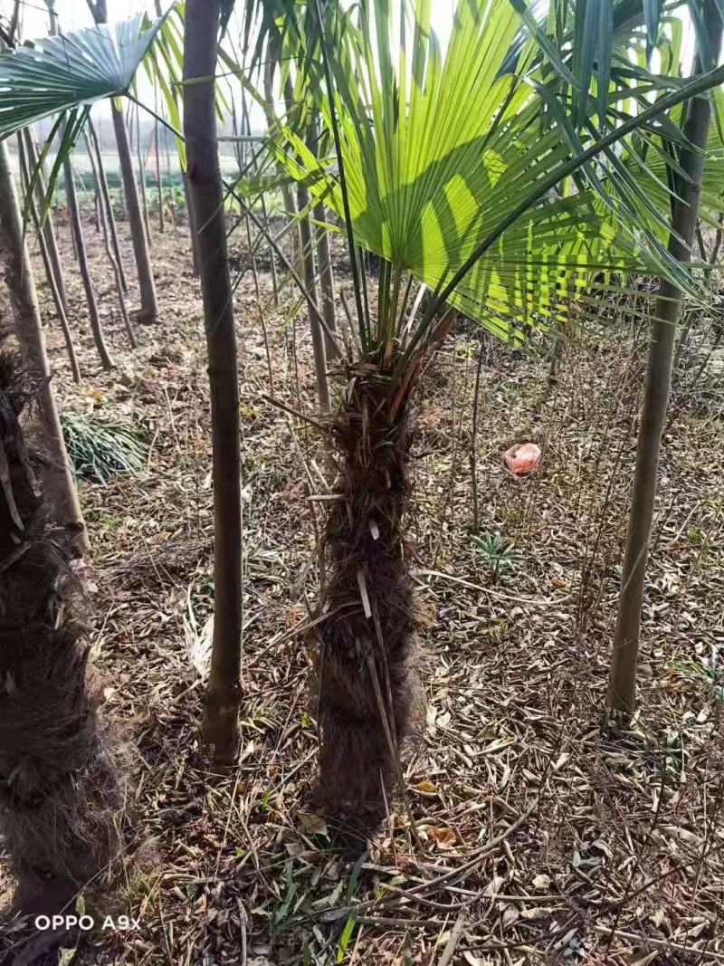 棕榈/棕榈树苗/棕榈林木/种苗/苗木种苗/棕榈树苗