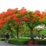 凤凰木树苗凤凰花盆栽庭院名贵风景树红花楹大树苗金凤花门前